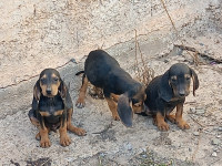 chien-de-lapan-bouhamza-bejaia-algerie