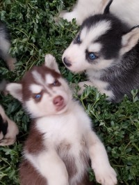 كلاب-chiots-husky-siberien-جراء-هاسكي-سيبيري-البرواقية-المدية-الجزائر
