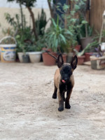 chien-chiot-malinois-larbaa-blida-algerie