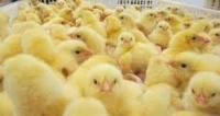 Poussin Cobb / Arborac فلوس كوب أربوراك