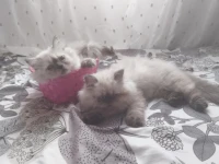 chat persan