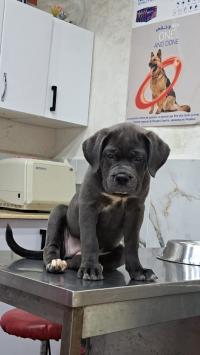 كلاب-cane-corso-لارباع-البليدة-الجزائر