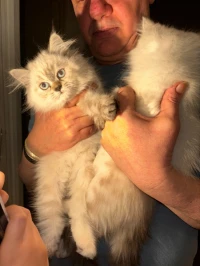 2 chatons persan himalayen doll face mâle et femelle 