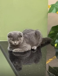 chat scottish