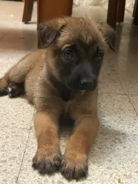 Chiens Malinois à vendre pure race