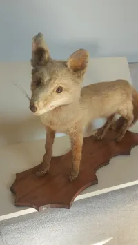 Cabinet de Curiosité, Renard taxidermie sur socle en bois, vintage des années 1950 LIQUIDATION