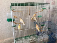 Oiseaux canaris