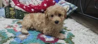 Caniche mal 2 mois