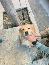 كلب-golden-retriever-chien-باتنة-الجزائر