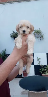 Caniche