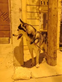 Husky de 14 mois