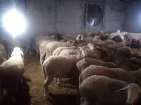 كباش
