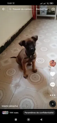 chien malinois 1 mois 10 jours 