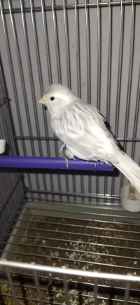 Canari Agat opale blanc