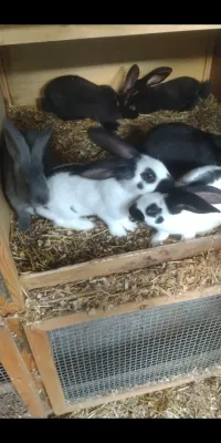 Lapin papillon giant 
