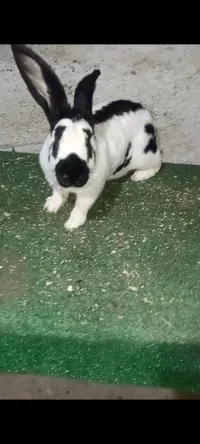 Lapin papillon giant 