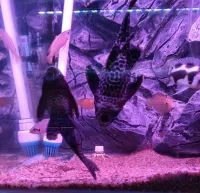 Nettoyeur Pleco 