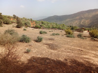 terrain-vente-boumerdes-larbatache-algerie