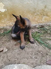 malinois charbonnés masque noire