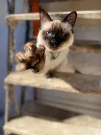 Chat siamois mâle demi poilu 