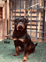 chien-couple-rottweiler-serbie-bir-el-djir-oran-algerie