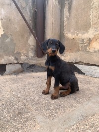 Doberman americain