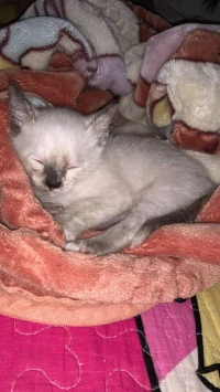Chat siamois 