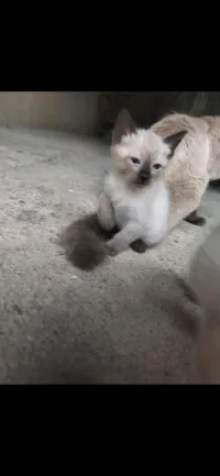 Des chats siamois véritable âge 1 mois  l'intéresse me contacter à ce numéro svp 0792593633 