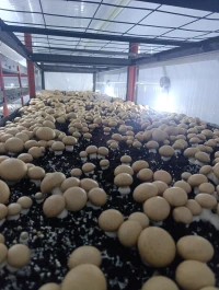 Champignons de paris premier choix disponible blanc et brun, cueillette du 30/07.
