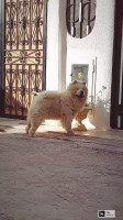 chien-chow-douera-alger-algerie