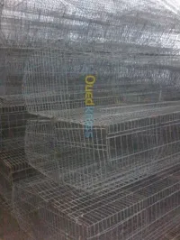 Batterie poules pondeuses بطاريةدجاج بياض