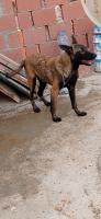 chien-malinoisdog-argentin-ain-fakroun-oum-el-bouaghi-algerie