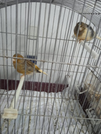 oiseau-couple-canari-avec-cage-kouba-alger-algerie