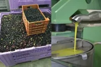 huile d olive presse traditionnel (tikfachine) décembre 2024 et fevrier2025 nvl récolte