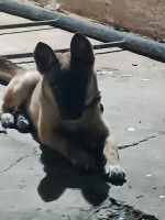 chien-malinois-femelle-dely-brahim-alger-algerie