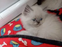 Chatons persan himalayen 