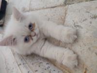 chat-chatons-persan-himalayen-red-point-baba-hassen-alger-algerie