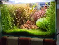 Plantes aquatiques نباتات مائية 