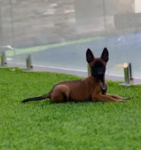 Malinois famal 