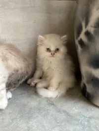 Chaton persan 