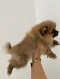Chiot spitz