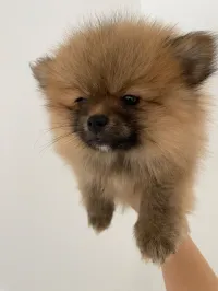 Chiot spitz 