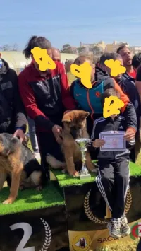 chien berger allemand pedigree age 26 mois