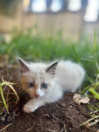 chat-siamois-kouba-alger-algerie