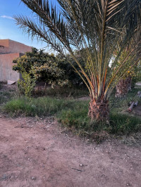 terrain-agricole-vente-laghouat-algerie