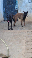 chien-malinois-charbone-oran-algerie