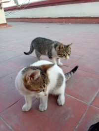 animaux-chatons-3-mois-pour-ladoption-oran-algerie