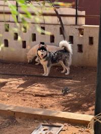 chien-هاسكي-mall-et-femelle-gris-yeux-bleu-male-noire-mascara-algerie