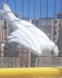 Canari