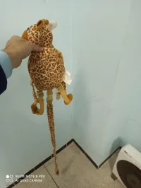 Sac à dos avec sangle anti-perte pour enfants 